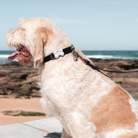 Classic Pastel Black rozmiar GS - klasyczna obroża dla psa