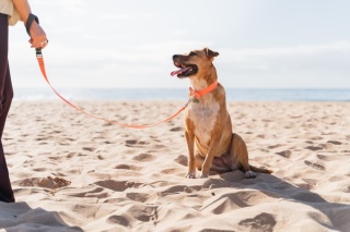 VIVID Orange - rozmiar S - wodoodporna obroża dla psa