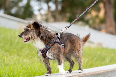 Red Dingo Mesh Harness - lekkie szelki dla psa rozmiar L - Squiggles