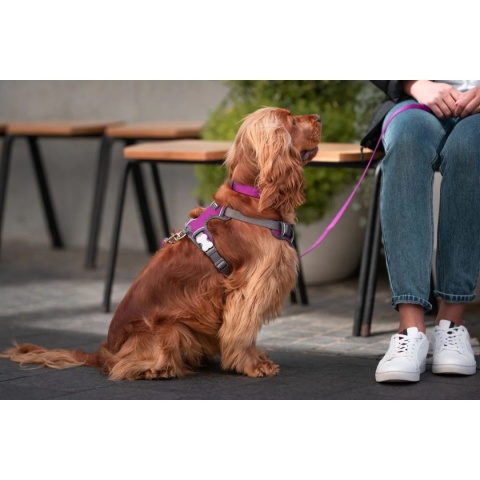 Red Dingo Padded Harness rozmiar XS - szelki typu Guard z podszyciem