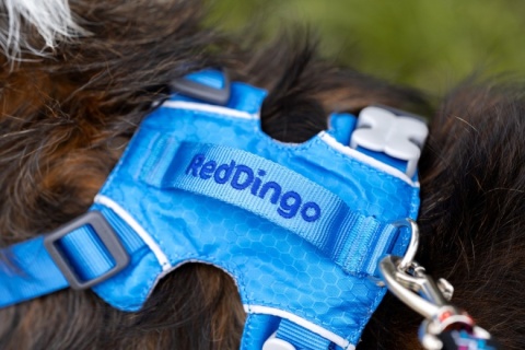 Red Dingo Sport Harness rozmiar S - lekkie szelki dla psa typu Guard - kolor niebieski