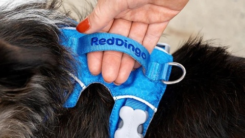 Red Dingo Sport Harness rozmiar S - lekkie szelki dla psa typu Guard - kolor niebieski
