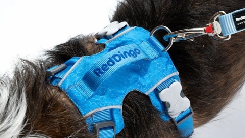Red Dingo Sport Harness rozmiar S - lekkie szelki dla psa typu Guard - kolor niebieski