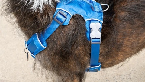 Red Dingo Sport Harness rozmiar S - lekkie szelki dla psa typu Guard - kolor niebieski