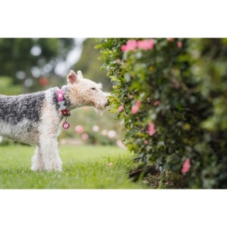 ID Tag z grawerem Daisy Flower - czerwony