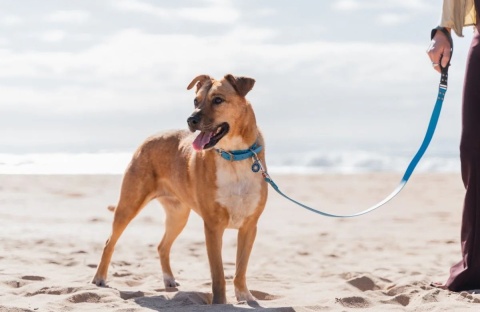 Lead Vivid Blue - wodoodporna smycz rozmiar S