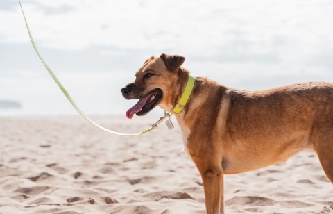 Lead Vivid Lime Green - wodoodporna smycz rozmiar L