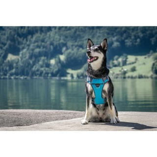Red Dingo Padded Harness rozmiar XS - szelki typu Guard z podszyciem