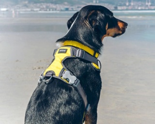 Red Dingo Padded Harness rozmiar XS - szelki typu Guard z podszyciem